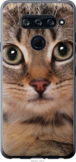 

Чохол Смугастий котик на LG V40 ThinQ 694156