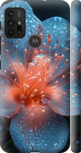 Чехол Роса на цветке для Motorola Moto G30