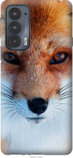 

Чехол Рыжая лисица для Motorola Edge 20 1230255