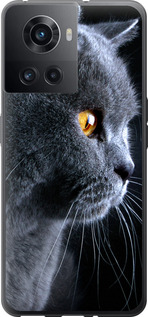 

Чехол Красивый кот для OnePlus Ace 1693917