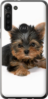 Чехол Щенок йоркширского терьера для Motorola G8 Power