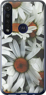 

Чехол Ромашки v2 для Motorola G8 Plus 1624457