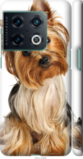Чохол Йоркширський тер'єр з хвостиком на OnePlus 10 Pro