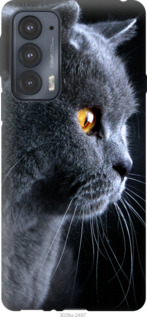 Чехол Красивый кот для Motorola Edge 20