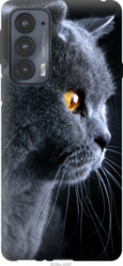 Чехол Красивый кот для Motorola Edge 20