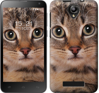 

Чохол Смугастий котик на Fly IQ4514 175880