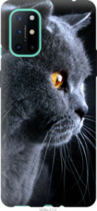Чехол Красивый кот для OnePlus 8T