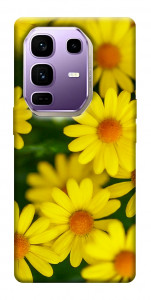 Чехол Yellow chamomiles для Infinix Note 50 Pro+