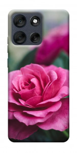 Чехол Роза в саду для Motorola Moto G56 5G