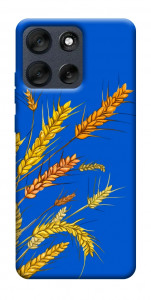 Чехол Колоски для Motorola Moto G56 5G