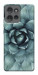 Чохол Сукуленти для Motorola Edge 50