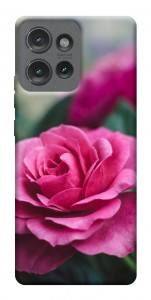 Чехол Роза в саду для Motorola Edge 50