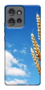 Чехол Пшеница для Motorola Edge 50