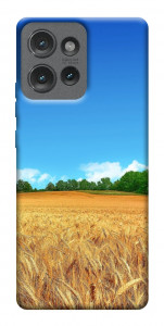 Чехол Пшеничное поле для Motorola Edge 50