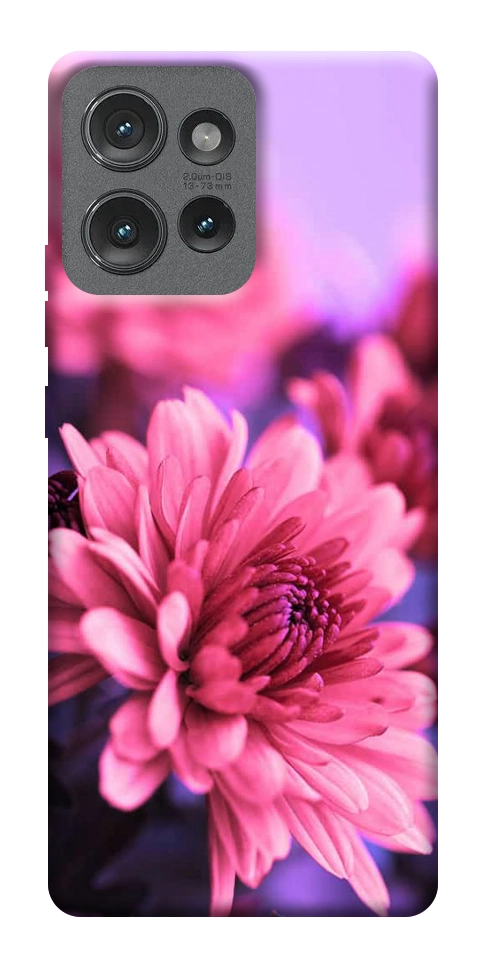 Чехол Нежная хризантема для Motorola Edge 50