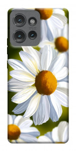 Чехол Ароматная ромашка для Motorola Edge 50