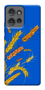 Чехол Колоски для Motorola Edge 50