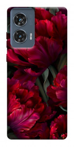 Чехол Passion flower для Motorola Edge 50 Fusion