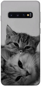 Чохол Grey cats для Galaxy S10 (2019)