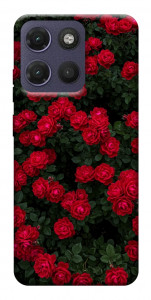 Чохол Eternal roses для Motorola Moto G17