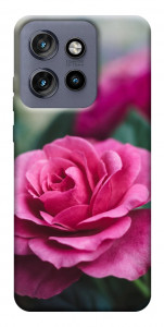 Чехол Роза в саду для Motorola Edge 60 Neo