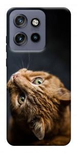 Чехол Рыжий кот для Motorola Edge 60 Neo