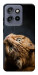 Чехол Рыжий кот для Motorola Edge 60 Neo