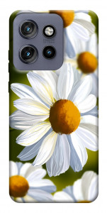 Чехол Ароматная ромашка для Motorola Edge 60 Neo