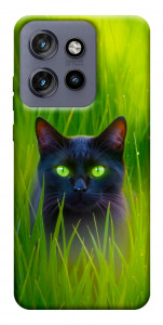 Чехол Cat in the grass для Motorola Edge 60 Neo