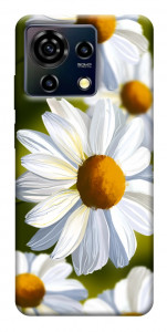 Чохол Ароматна ромашка для ZTE Blade V50 Vita