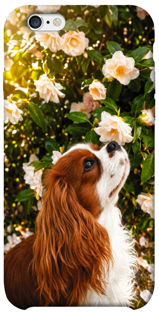 Чехол Flower spaniel для iPhone 6