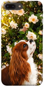Чохол Flower spaniel для iPhone 8 plus (5.5")