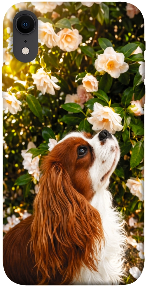 Чехол Flower spaniel для iPhone XR