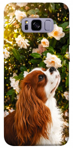 Чехол Flower spaniel для Galaxy S8+