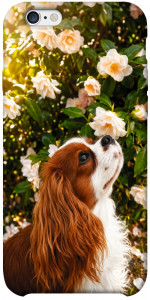 Чехол Flower spaniel для iPhone 6s plus (5.5'')