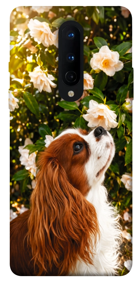 Чехол Flower spaniel для OnePlus 8