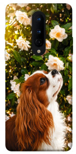 Чохол Flower spaniel для OnePlus 8