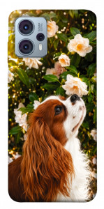 Чохол Flower spaniel для Motorola Moto G23