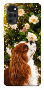 Чохол Flower spaniel для Motorola Moto G22