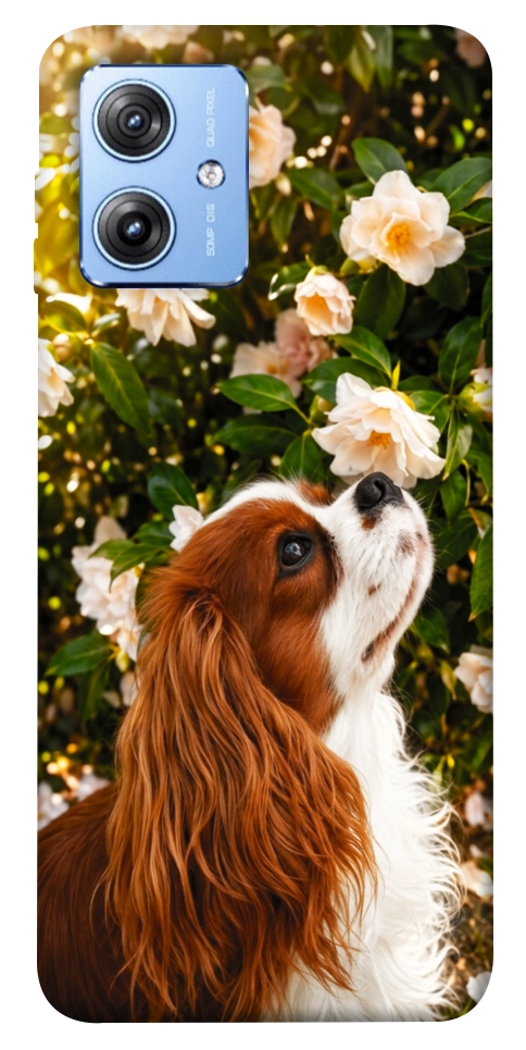 Чехол Flower spaniel для Motorola Moto G84