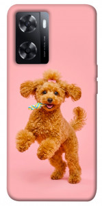Чехол Happy poodle для Oppo A77s
