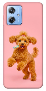 Чехол Happy poodle для Motorola Moto G84