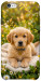 Чехол Small labradore для iPhone 6