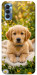 Чохол Small labradore для TECNO Spark 8P