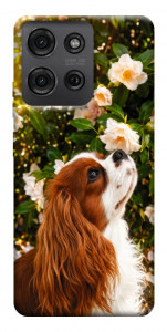 Чехол Flower spaniel для Motorola Moto G75 5G