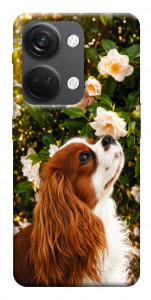 Чехол Flower spaniel для OnePlus Nord 3