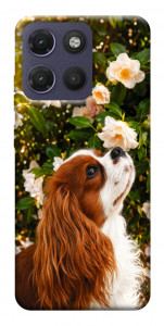 Чехол Flower spaniel для Motorola Moto G17