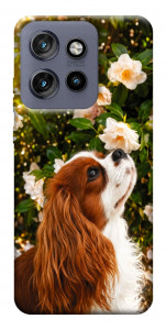 Чехол Flower spaniel для Motorola Edge 60 Neo