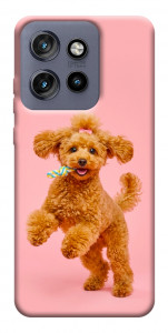 Чохол Happy poodle для Motorola Edge 50 Neo