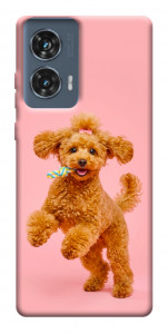 Чехол Happy poodle для Motorola Edge 50 Fusion